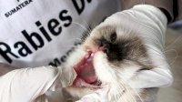 NTT Darurat Rabies: 1.823 Kasus dan 11 Korban Jiwa