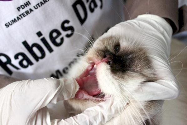 NTT Darurat Rabies: 1.823 Kasus dan 11 Korban Jiwa