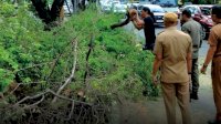 Camat Andi Salman Turun Langsung Cek Lokasi Pohon Tumbang