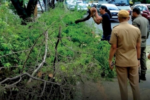 Camat Andi Salman Turun Langsung Cek Lokasi Pohon Tumbang