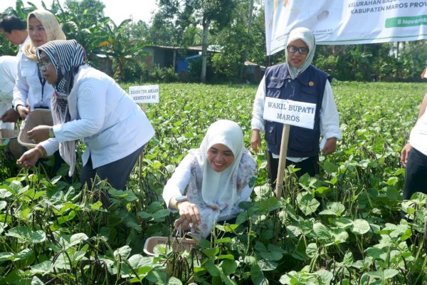 Wabup Maros Suhartina Bohari Bersama Pihak Kementan RI Hadiri Gerakan Panen Koorporasi Kacang Hijau