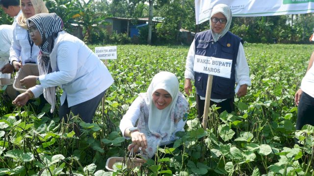 Wabup Maros Suhartina Bohari Bersama Pihak Kementan RI Hadiri Gerakan Panen Koorporasi Kacang Hijau