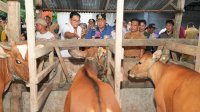 Pemprov Sulsel Dorong Inseminasi Buatan, Limbah Cavendish Jadi Alternatif Pakan Ternak