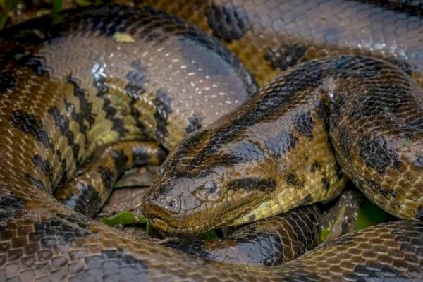 Wow! Spesies Ular Terbesar di Dunia Ditemukan di Hutan Hujan Amazon