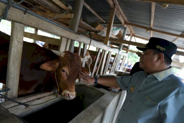 Inseminasi Buatan Jadi Harapan Baru Peternak Bulukumba untuk Tingkatkan Produksi