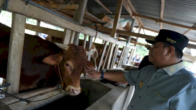 Inseminasi Buatan Jadi Harapan Baru Peternak Bulukumba untuk Tingkatkan Produksi