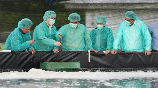 Pemprov Sulsel – PT Bomar Kembangkan Benur Udang untuk Warga Pesisir