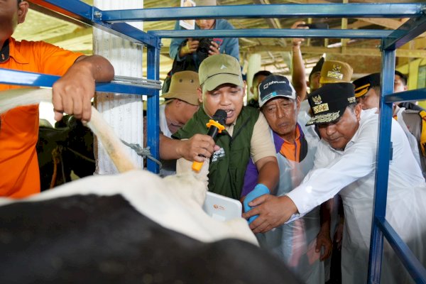 Pj Gubernur Sulsel Target Enrekang Jadi Sentral Sapi Perah