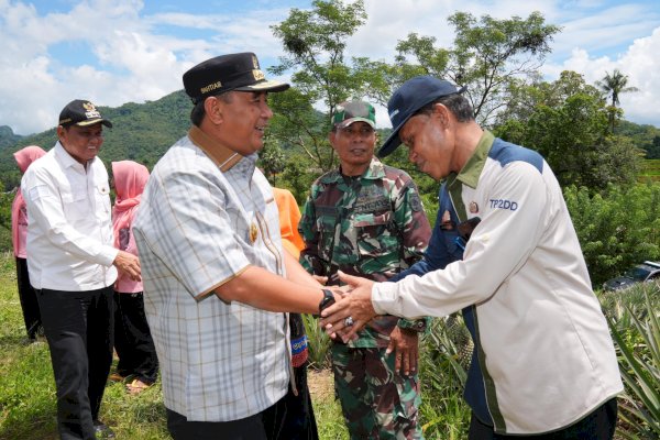 Pj Gubernur Bahtiar Target Sulsel Jadi Penghasil Nanas