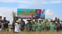 Dukung Ketahanan Pangan, Pangdam XIV Hasanuddin Panen Padi di Mandalle