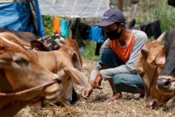 Doa Menyembelih Hewan Kurban Untuk Diri Sendiri dan Orang Lain