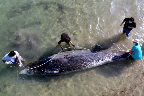 Bangkai Paus Sperma Ditemukan Terdampar di Perairan Raja Ampat