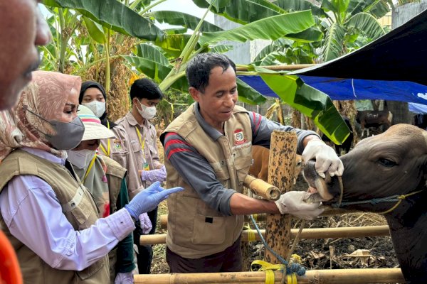DP2 Makassar Gencar Lakukan Pemeriksaan Hewan Kurban Jelang Idul Adha