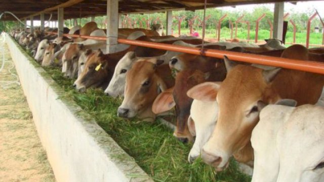 Perayaan Idul Adha 1445 H, Pemkot Makassar Sembelih 62 Hewan Kurban.