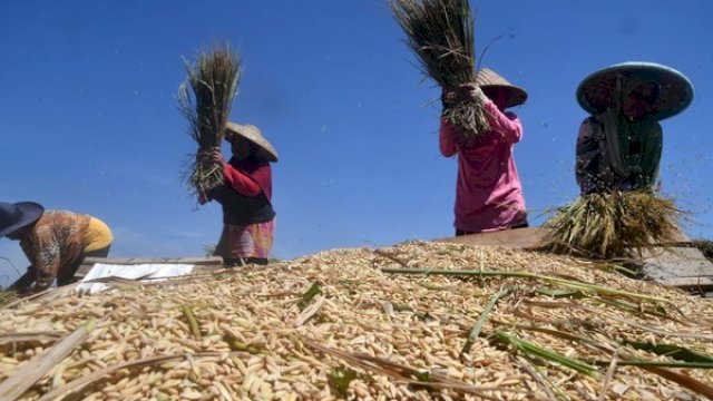 Ilustrasi petani padi.(F-INT)