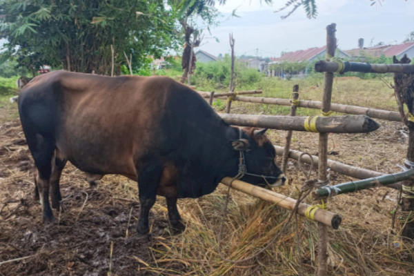 Idul Adha, Pemkab Maros Siapkan 34 Ekor Sapi Kurban