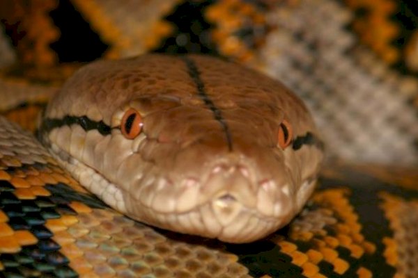 Warga Tangkap Ular Piton Seberat 100 Kg, Dipikul 7 Orang Dewasa