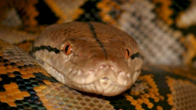 Ilustrasi Ular Piton.(F-INT)