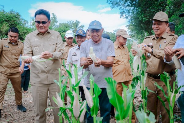 Panen Jagung Perdana di Desa Balusu, Bupati Barru Suardi Saleh: Cukup untuk Penuhi Permintaan Pasar