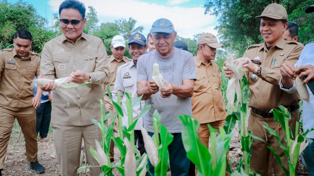 Panen Jagung Perdana di Desa Balusu, Bupati Barru Suardi Saleh: Cukup untuk Penuhi Permintaan Pasar