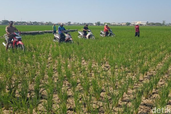 Protes Lahan Kering, Petani di Indramayu Pilih Balap Motor di Area Persawahan