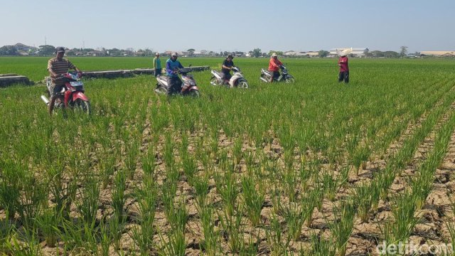 Petani di Indramayu Balap Motor di Area Persawahan.(F-INT)