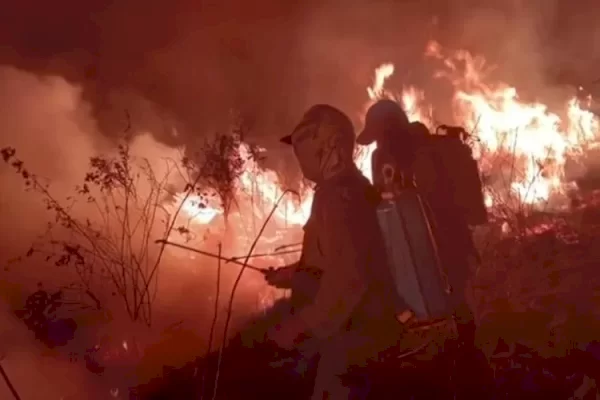 Taman Nasional Way Kambas Kebakaran, Sejumlah Satwa Jadi Korban