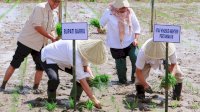 Tanam Padi Perdana di Desa Lampoko, Bupati Barru Suardi Saleh: Alhamdulilah Masih Surplus
