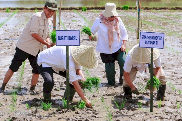 Tanam Padi Perdana di Desa Lampoko, Bupati Barru Suardi Saleh: Alhamdulilah Masih Surplus