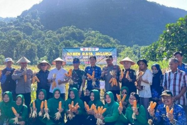 Sukseskan Program Ketahanan Pangan, Dandim 1421/Pangkep Melaksanakan Panen Raya Jagung