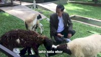 Pulang ke Solo, Puluhan Ekor Domba Milik Jokowi Ditinggal di Istana Bogor