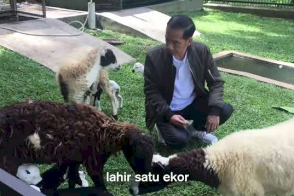 Pulang ke Solo, Puluhan Ekor Domba Milik Jokowi Ditinggal di Istana Bogor