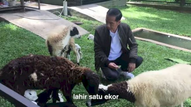 Domba Milik Jokowi Ditinggal di Istana Bogor.