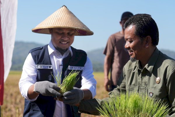 Hebat! Andi Sudirman Sulaiman Berhasil Kembalikan Kejayaan Pertanian Sulsel, Surplus Beras 2,08 Juta Ton-Tertinggi se Indonesia