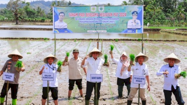 Bupati Barru Suardi Saleh Bersama Staf Ahli Mentan RI Tanam Padi Perdana di Lampoko