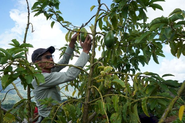 LAZ Hadji Kalla Panen Perdana 2.000 Benih Alpukat Varietas Unggul bersama Kelompok Petani Binaan di Desa Tonasa Gowa