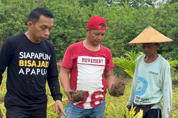 Syaharuddin Alrif Pilih Berkebun di Masa Tenang Pilkada Sidrap