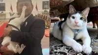 Bobby Kertanegara si Kucing Istana Negara, Berani Gigit Pipi dan Pencet Hidung Prabowo: Love!