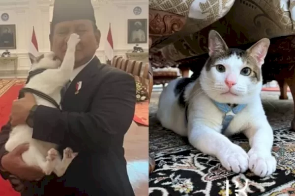 Bobby Kertanegara si Kucing Istana Negara, Berani Gigit Pipi dan Pencet Hidung Prabowo: Love!