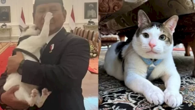 Kucing Kesayangan Prabowo Bobby.(F-INT)