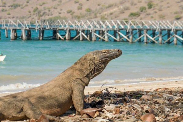 Bikin Melongo, Tarif Olahraga Memancing di TN Komodo Naik Jadi Rp 5 Juta dari Rp 25.000