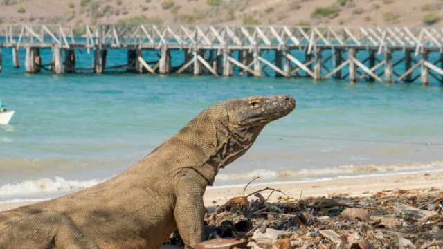 Tarif Olahraga Memancing di TN Komodo Naik Jadi Rp 5 Juta.(F-INT)