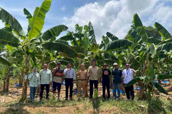 Bank Sulselbar Bone dan OJK Kawal KUR Budidaya Pisang Cavendish