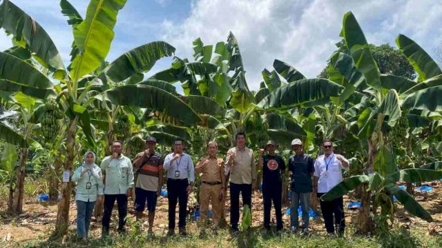 Bank Sulselbar Bone dan OJK Kawal KUR Budidaya Pisang Cavendish