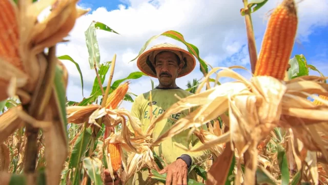 ILustrasi Petani Jagung.(F-INT)