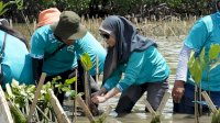 Aksi Lanjutan Carbon Offset Program, KALLA dan Nelayan Lokal Tanam Ribuan Bibit Mangrove di Pangkep
