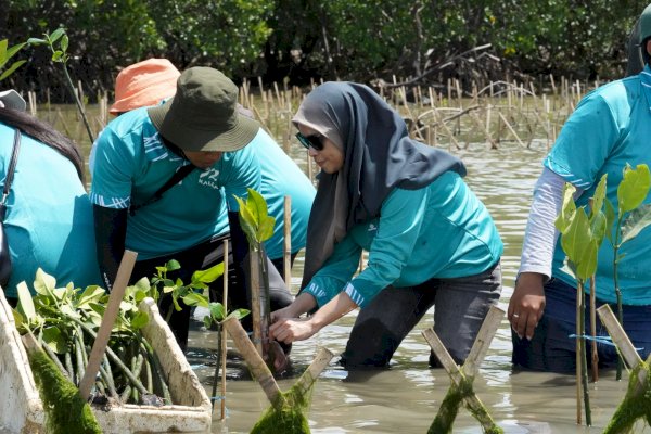 Aksi Lanjutan Carbon Offset Program, KALLA dan Nelayan Lokal Tanam Ribuan Bibit Mangrove di Pangkep