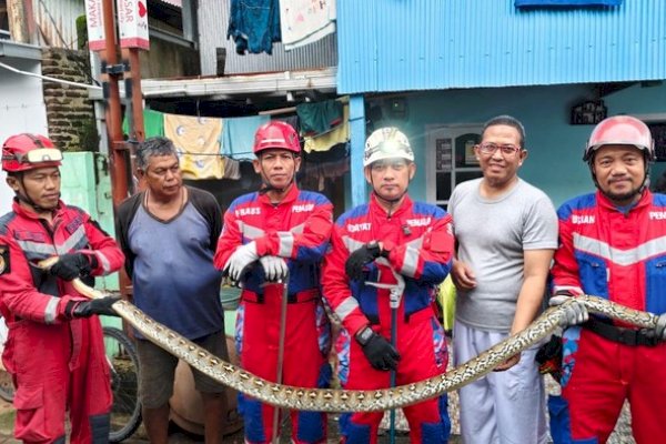 Damkar Makassar Evakuasi Ular Piton 4 Meter Masuk Rumah Warga di Tallo