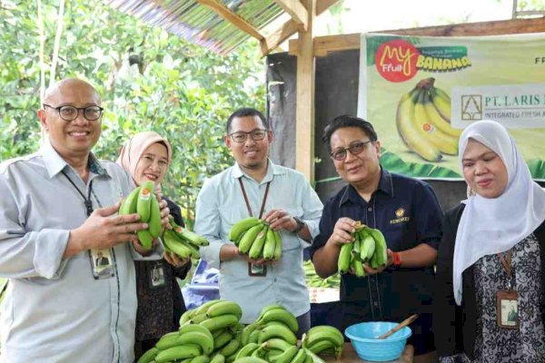 Bank Sulselbar Komitmen Fasilitasi Petani Nikmati Manfaat KUR Pisang Cavendish