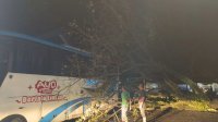 Pohon Tumbang Menimpa Bus Damri di Sinjai